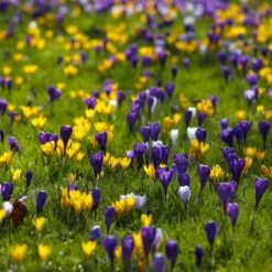 Snow Crocus Mix -Garden Wonders snow crocus mix lawn