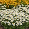 Snowcap Shasta Daisy 1 Snowcap Shasta Daisy -Garden Wonders snowcap shasta daisy 1
