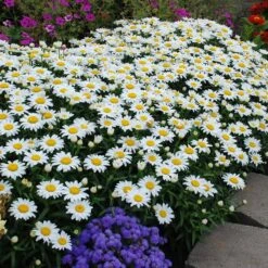 Snowcap Shasta Daisy -Garden Wonders snowcap shasta daisy 2