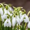 Snowdrops -Garden Wonders snowdrops green white 530249788 cropped