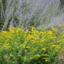 Golden Fleece Goldenrod (Solidago) -Garden Wonders solidago golden fleece russian sage perovskia atriplicifolia