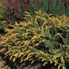 Golden Fleece Goldenrod (Solidago) -Garden Wonders solidago sphacelata golden fleece 91928 web 1 2