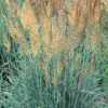 Llano Indian Grass -Garden Wonders sorghastrum nutans llano 1 2