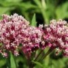 Soulmate Swamp Milkweed -Garden Wonders soulmate milkweed asclepias incarnata