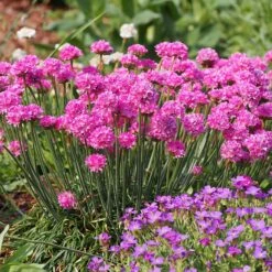 Splendens Armeria -Garden Wonders splendens sea thrift armeria maritima garden