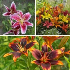 Evening Sunset Lily Bulb Collection -Garden Wonders spring evening sunset lily bulb collection 1