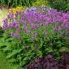 Hummelo Betony -Garden Wonders stachys monieri hummelo 1