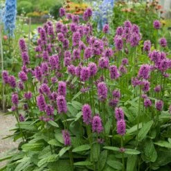 Hummelo Betony 7 Hummelo Betony -Garden Wonders stachys monieri hummelo 3