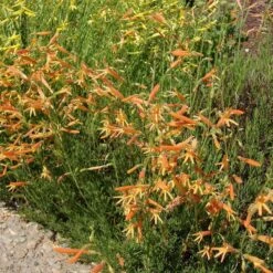SteppeSuns® Sunset Glow Penstemon -Garden Wonders steppesuns sunset glow penstemon orange