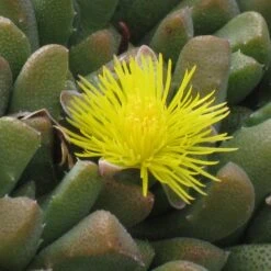 Night-Blooming Ice Plant (Stomatium) 5 Night-Blooming Ice Plant (Stomatium) -Garden Wonders stomatium mustilnum flower