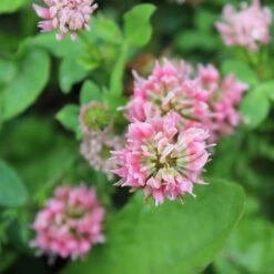 Alternative Lawn Wildflower Seed Mix -Garden Wonders strawberry clover close up