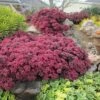 SunSparkler® Dazzleberry Sedum -Garden Wonders sunsparkler dazzleberry sedum 1