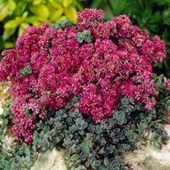 SunSparkler® Sedum Collection 8 SunSparkler® Sedum Collection -Garden Wonders sunsparkler dazzleberry sedum rock garden 1