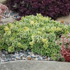 SunSparkler® Lime Twister Sedum -Garden Wonders sunsparkler lime twister sedum
