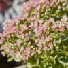 SunSparkler® Lime Twister Sedum 1 SunSparkler® Lime Twister Sedum -Garden Wonders sunsparkler lime twister sedum close up