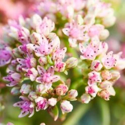 SunSparkler® Lime Twister Sedum -Garden Wonders sunsparkler lime twister sedum pink flowers