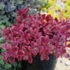SunSparkler® Sedum Collection 2 SunSparkler® Sedum Collection -Garden Wonders sunsparkler wildfire sedum container 1