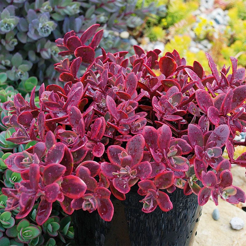 SunSparkler® Sedum Collection 3 SunSparkler® Sedum Collection