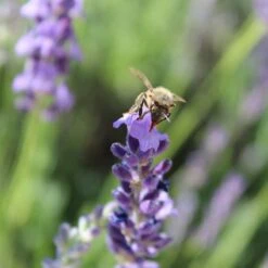 Sharon Roberts English Lavender -Garden Wonders susan quimby honey bee lavender or 4