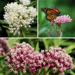 Swamp Milkweed Collection -Garden Wonders swamp milkweed color perennial collection fall