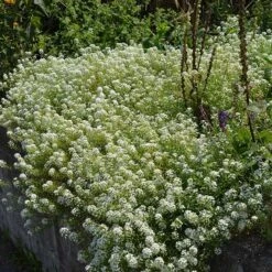 Alternative Lawn Wildflower Seed Mix -Garden Wonders sweet alyssum