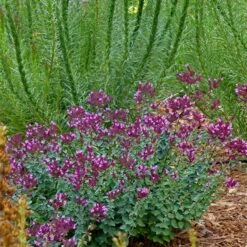 Thanksgiving Ornamental Oregano 7 Thanksgiving Ornamental Oregano -Garden Wonders thanksgiving ornamental oregano oreganum with liatris garden