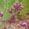 Thanksgiving Ornamental Oregano -Garden Wonders thanksgiving ornamental oregano origanum close up