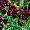 Queen Of The Night Single Late Tulip -Garden Wonders tulip queen of the night cropped 1