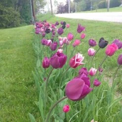 Blue Moon Triumph Tulip Mix 12 Blue Moon Triumph Tulip Mix -Garden Wonders tulip blue moon mix cropped hm 6