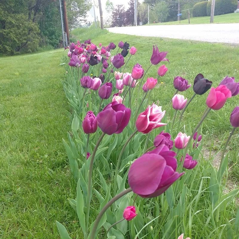 Blue Moon Triumph Tulip Mix 5 Blue Moon Triumph Tulip Mix - Image 3