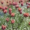 Slawa Triumph Tulip -Garden Wonders tulipa slawa triumph tulip garden cropped