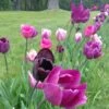Blue Moon Triumph Tulip Mix -Garden Wonders tulipa blue moon mix hm 5