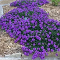 Valley Lavender® Plains Verbena 8 Valley Lavender® Plains Verbena -Garden Wonders verbena bipinnitifida valley lavender 3