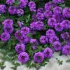Valley Lavender® Plains Verbena 1 Valley Lavender® Plains Verbena -Garden Wonders verbena bipinnitifida valley lavender close up 2