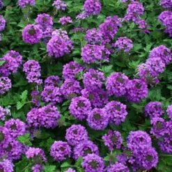 Valley Lavender® Plains Verbena 9 Valley Lavender® Plains Verbena -Garden Wonders verbena bipinnitifida valley lavender close up