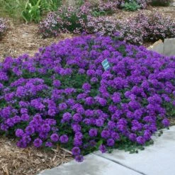 Valley Lavender® Plains Verbena 7 Valley Lavender® Plains Verbena -Garden Wonders verbena bipinnitifida valley lavender pat hayward