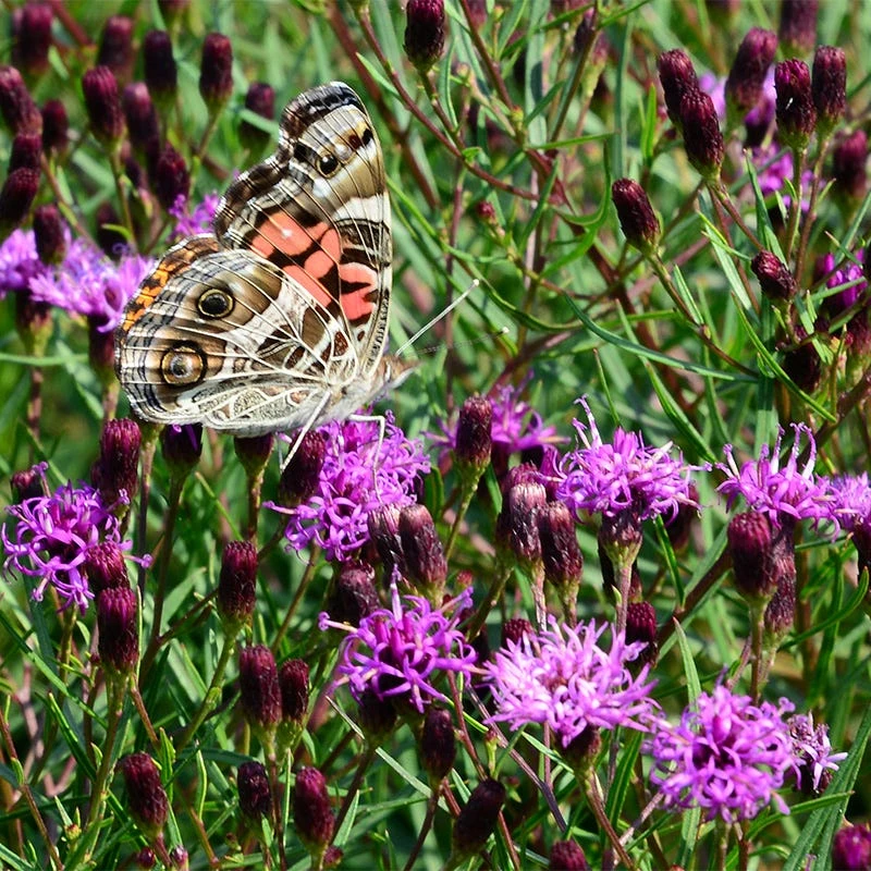 Summer's Swan Song Ironweed (Vernonia) 3 Summer's Swan Song Ironweed (Vernonia)