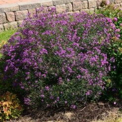 Summer's Swan Song Ironweed (Vernonia) 7 Summer's Swan Song Ironweed (Vernonia) -Garden Wonders vernonia summer swan song garden jim ault