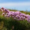 Victor Reiter Armeria -Garden Wonders victor reiter sea thrift armeria martima flowering