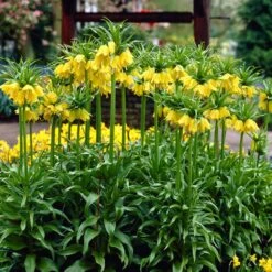 Yellow Crown Imperial -Garden Wonders visi02917 fritillaria lutea cropped