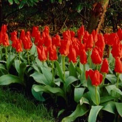 Red Emperor Tulip -Garden Wonders visi04220 red emperor tulip cropped