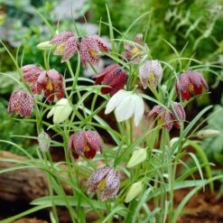 Snake's Head Fritillary 7 Snake's Head Fritillary -Garden Wonders visi26883 fritillaria meleagris0cropped