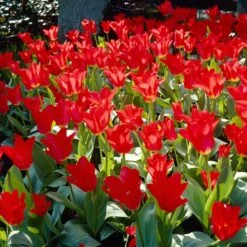 Red Emperor Tulip -Garden Wonders visi28048 red emperor tulip cropped