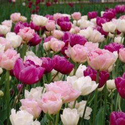Double Late Tulip Mix -Garden Wonders visi34696 double late tulip mix cropped