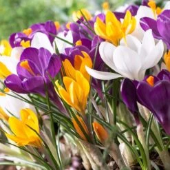 Dutch Crocus Mix -Garden Wonders visi50589 dutch crocus mix cropped