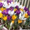 Dutch Crocus Mix -Garden Wonders visi50590 dutch crocus mix cropped
