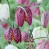 Snake's Head Fritillary -Garden Wonders visi59755 fritillaria meleagris cropped