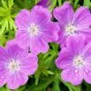 Vision® Violet Geranium -Garden Wonders vision violet geranium close up