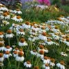 PowWow® White Echinacea 1 PowWow® White Echinacea -Garden Wonders walers gardens echinacea powwow white