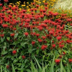 Jacob Cline Bee Balm 7 Jacob Cline Bee Balm -Garden Wonders walters gardens monarda jacob cline cropped 1 1 1